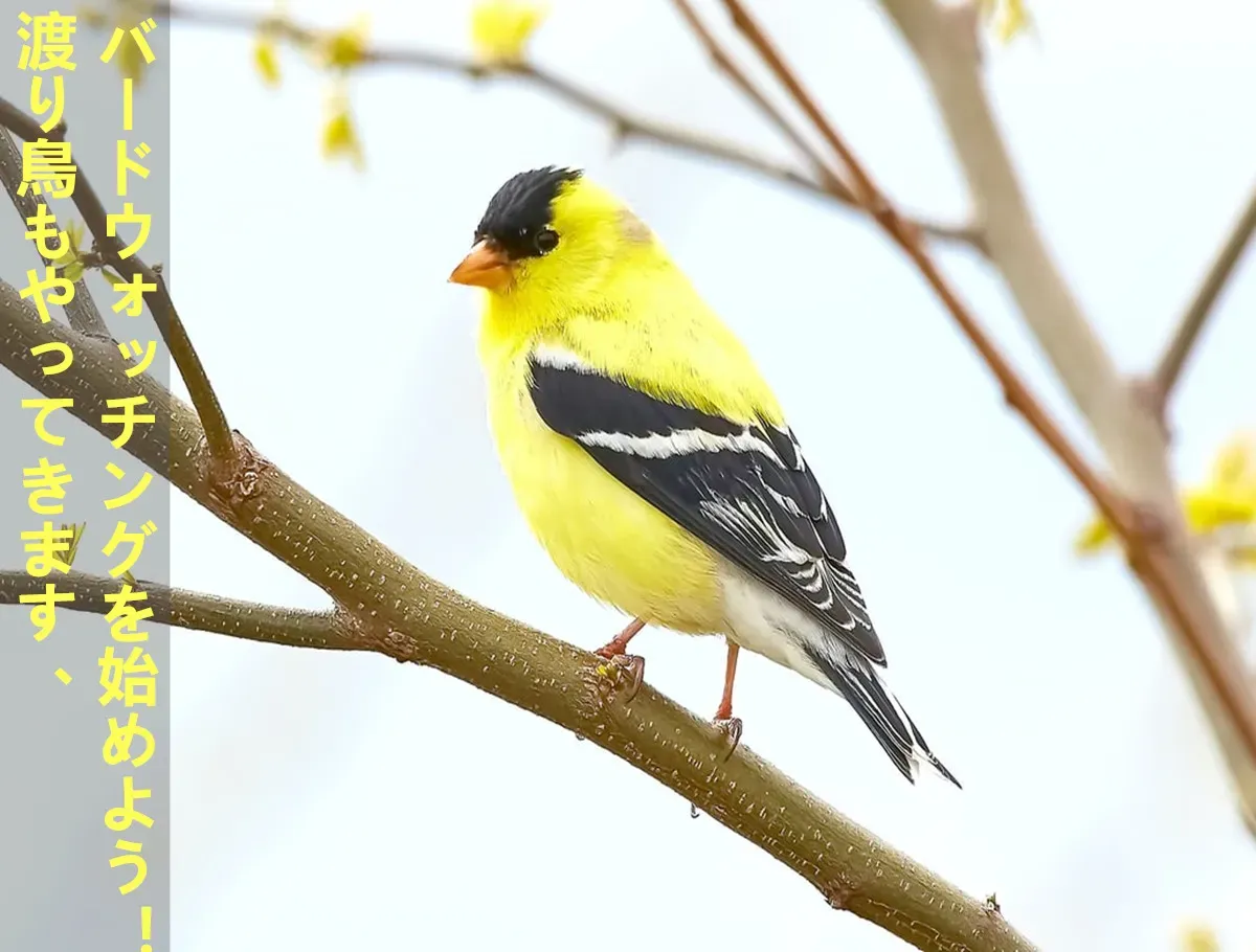 渡り鳥もやってきます、バードウォッチングを始めよう！