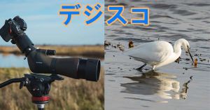 自分で用意したの　「デジスコ」