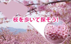 2025年 第五回桜開花予想｜桜を歩いて探そう！
