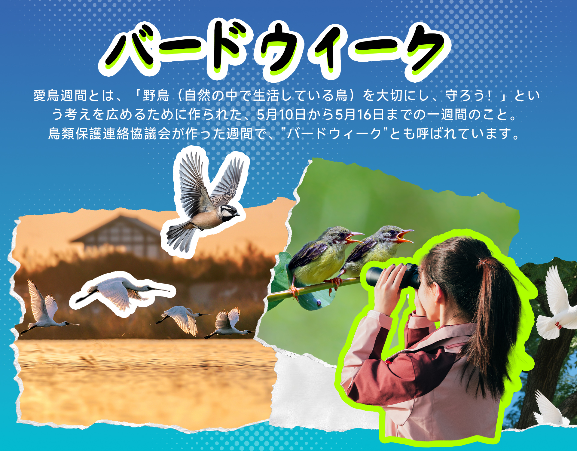 バードウイーク1