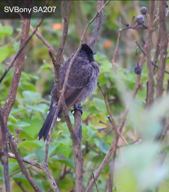 SA207 で撮影した野生の野鳥2
