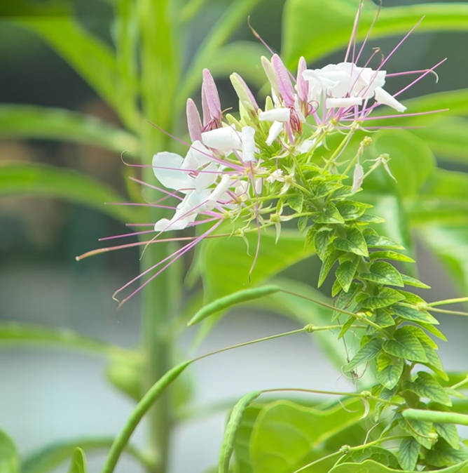SA207 によるお花の近接観察