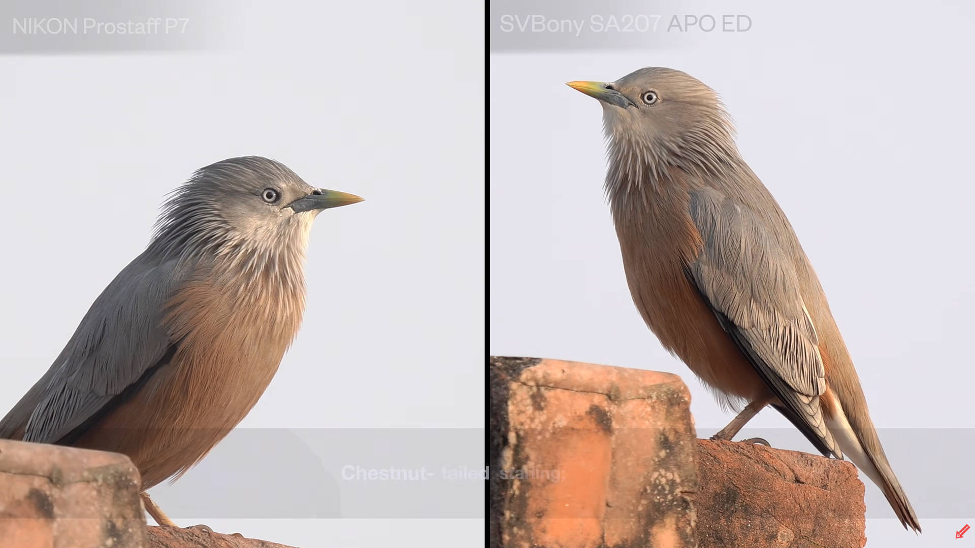 野鳥観察テストシーン