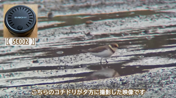 SC002で撮影した野鳥
