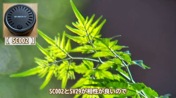 SC002で撮影した葉